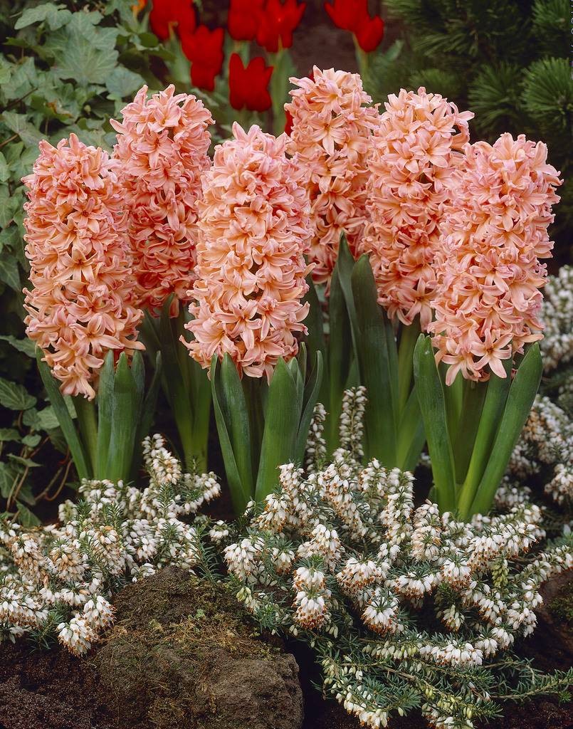 Gipsy Queen Hyacinths Pack Of Five Bulbs