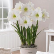 Amaryllis - Hippeastrum Bulbs