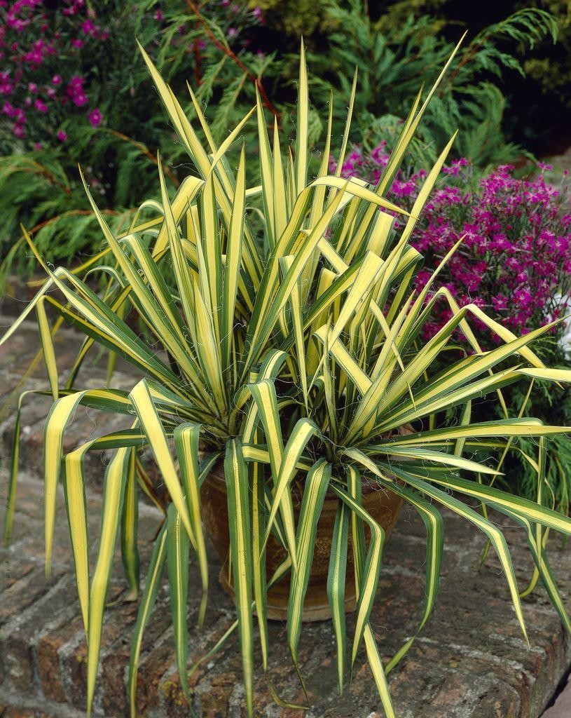 Yucca Colour Guard - Variegated Adams Needle