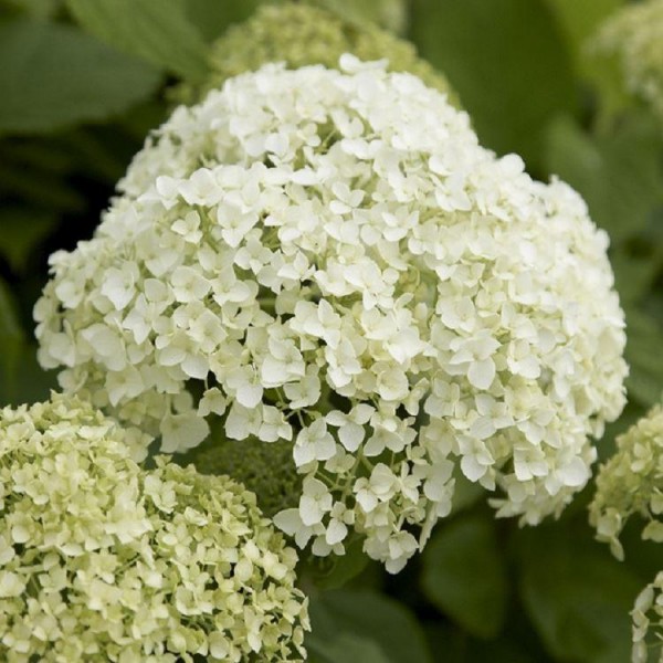 Hydrangea paniculata Limelight