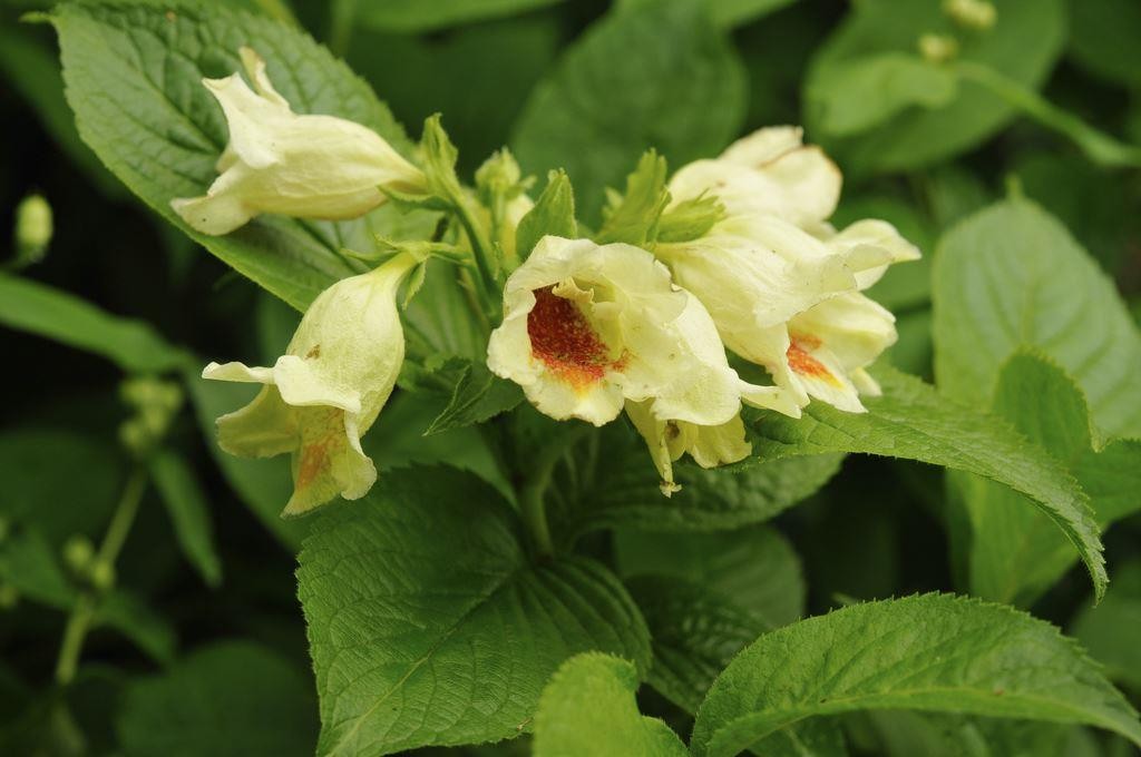 Weigela middendorffiana - Yellow Flowered Weigela