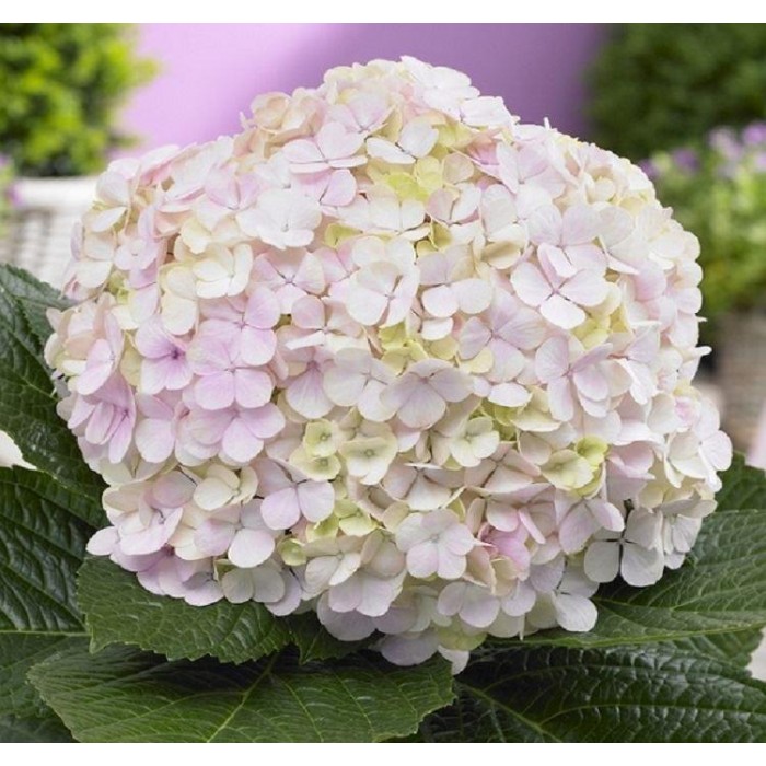 Image of Hydrangea magical pearl flowers in full bloom