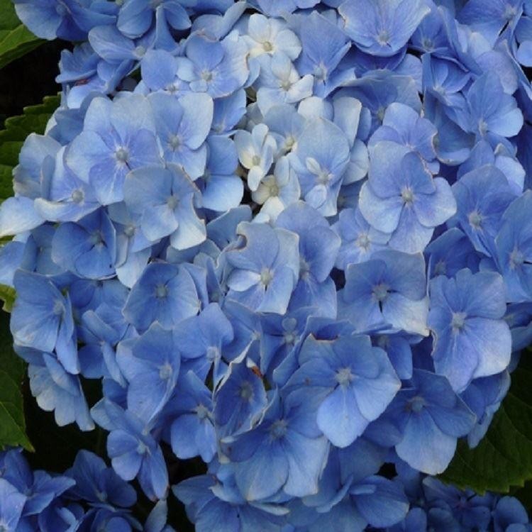 Hydrangea macrophylla Bodensee - Blue Mophead Hydrangea