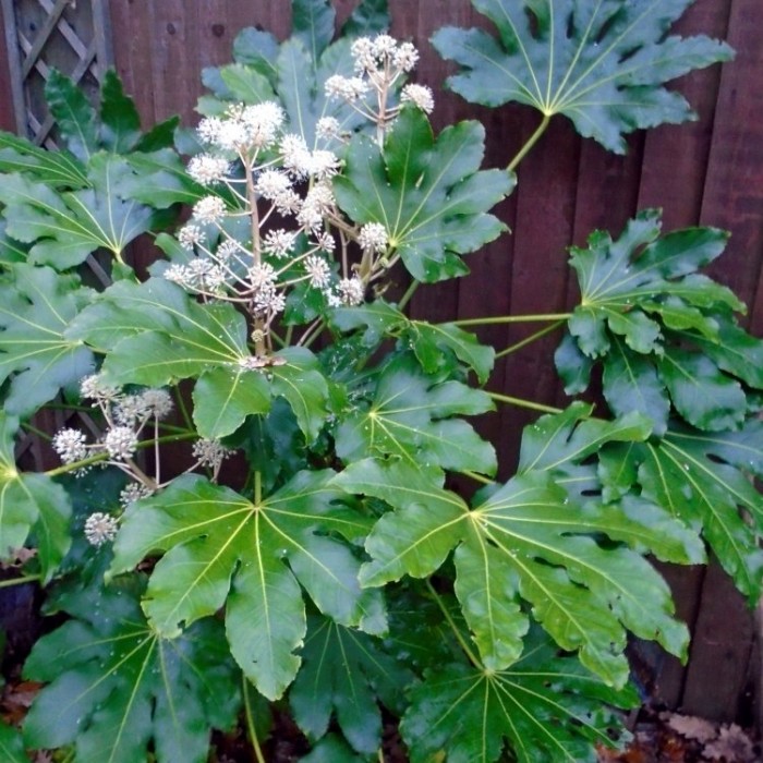 Fatsia Japonica - Japanese Aralia Plants