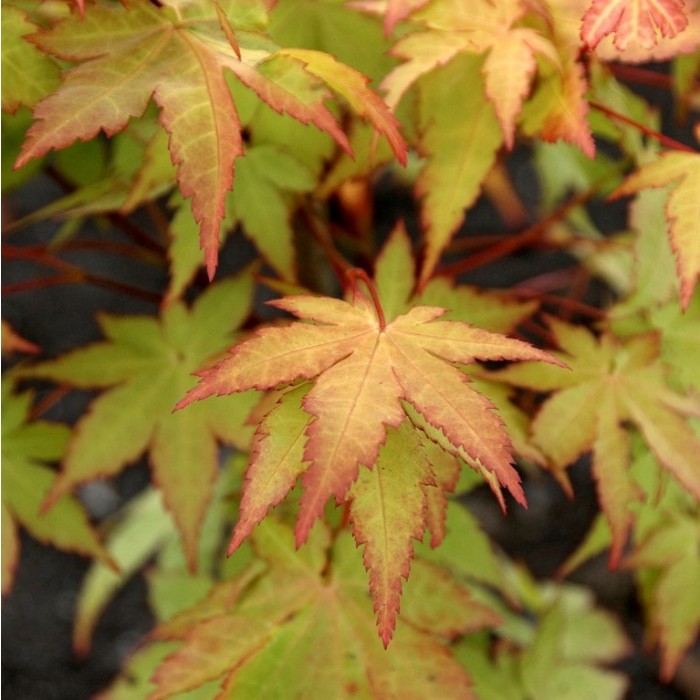 Acer palmatum 'Summer gold' - LARGE circa 1.3-1.6m