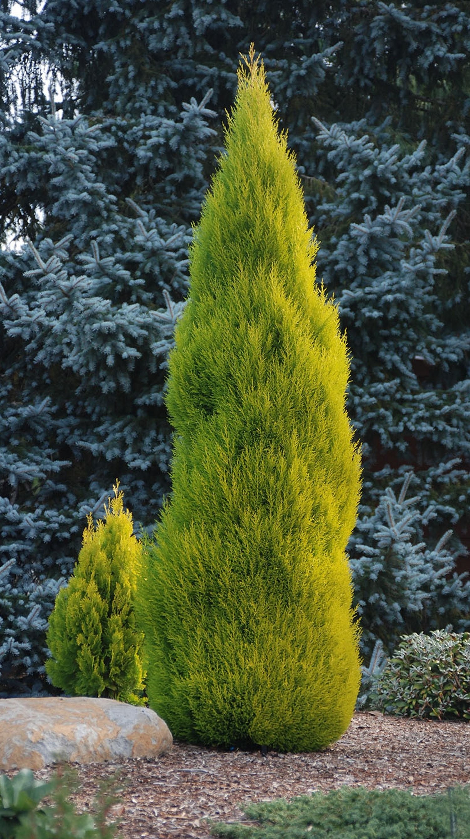 Lemon Scented Monterey Cypress Goldcrest - LARGE 80-100cms