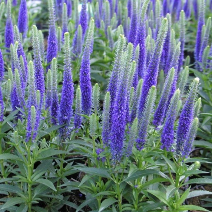 Veronica Ulster Blue Dwarf