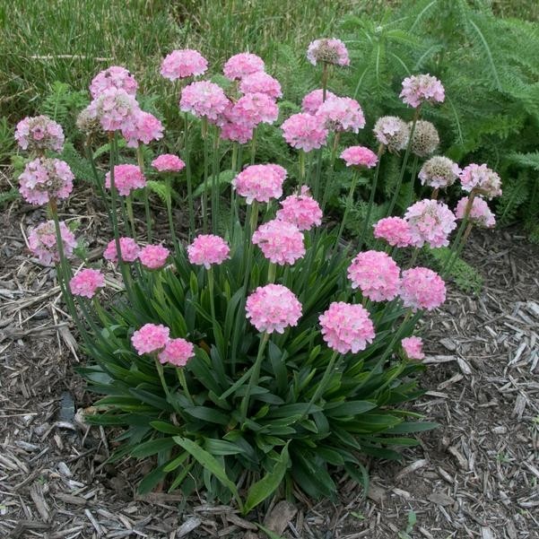 Armeria Dreameria Daydream