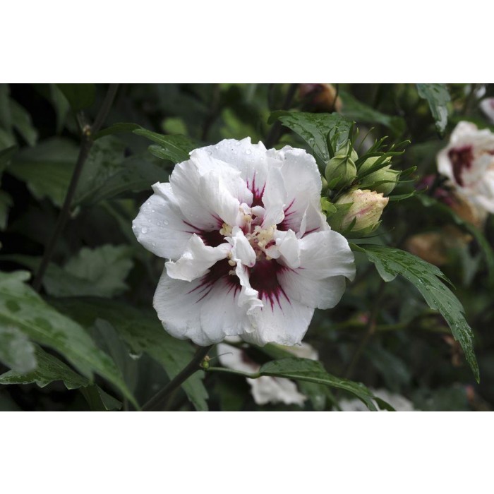 Hibiscus syriacus Speciosus - Double Ice Cream Rose of Sharon