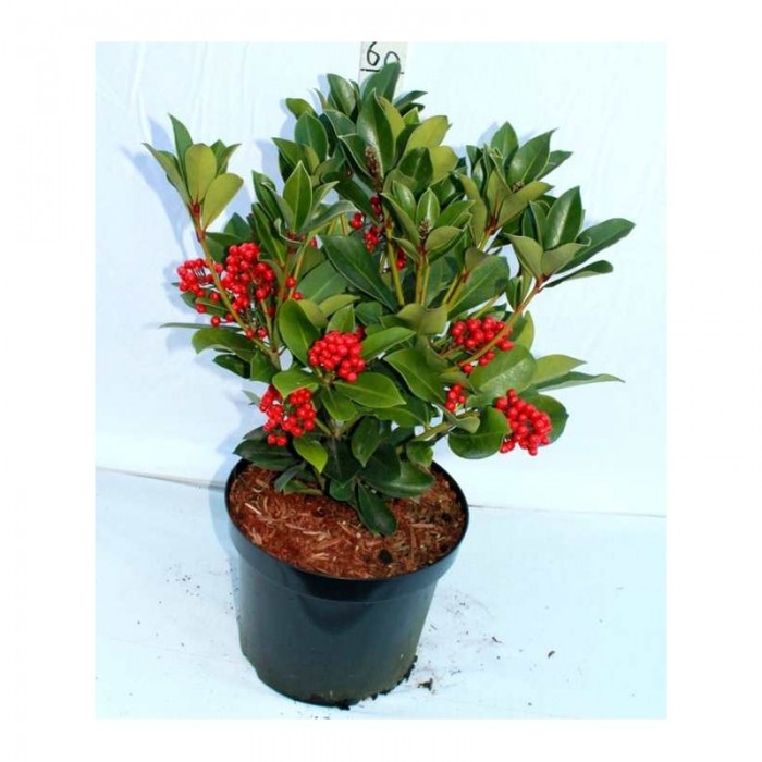 Skimmia japonica Redruth - Large Plant