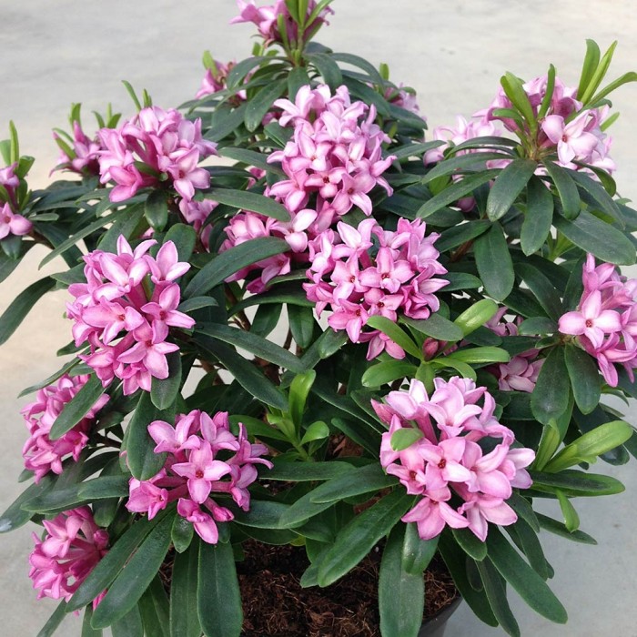 Daphne x transatlantica PINK Eternal FRAGRANCE - Evergreen Daphne