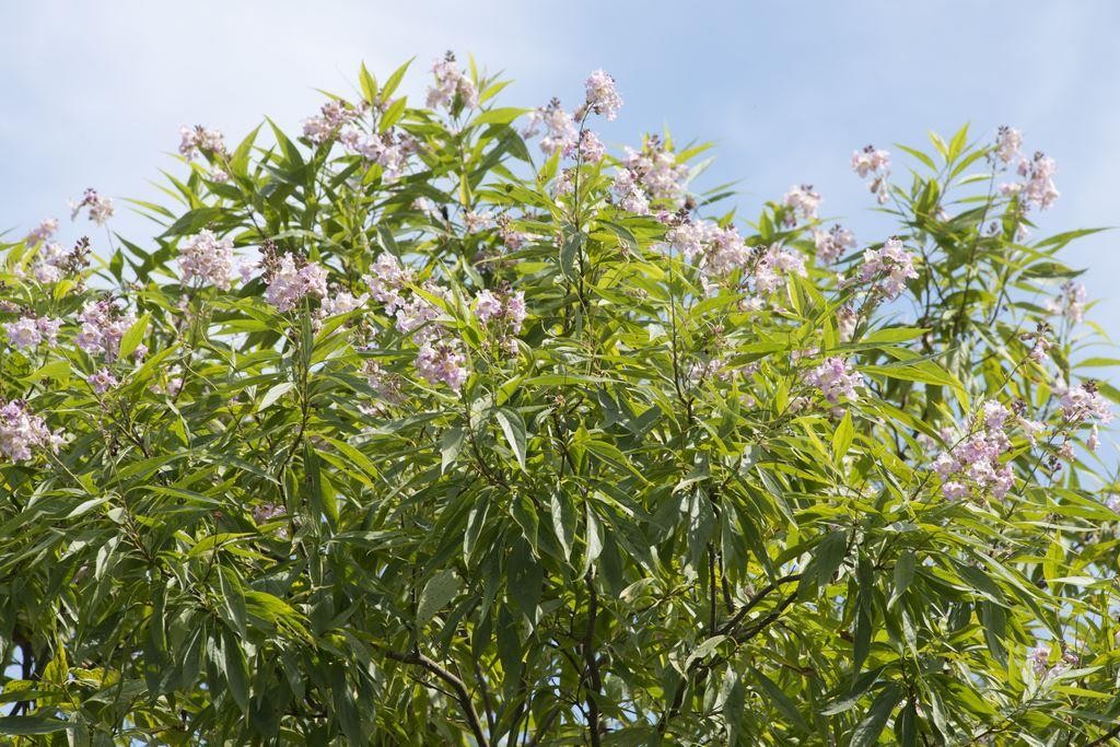 Chitalpa tashkentensis Summer Bells - Desert Willow