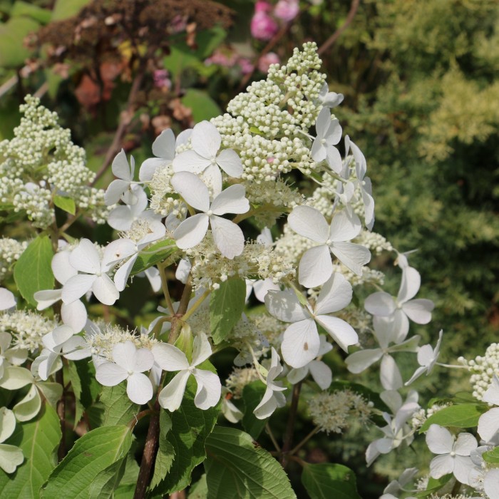 Hydrangea paniculata 'Butterfly'