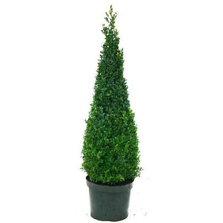 Premium Quality Topiary Buxus PYRAMID - Large 90-110cm