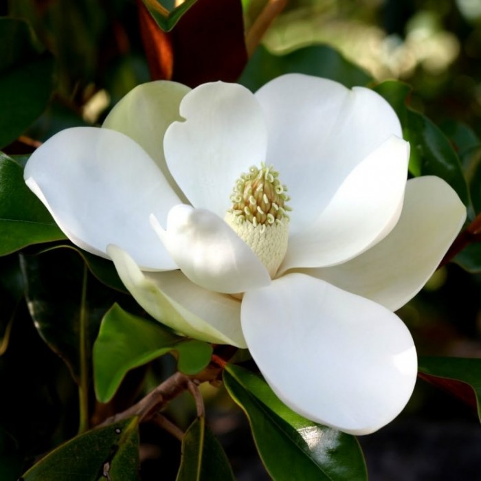 Magnolia grandiflora Little Gem - Compact Evergreen Magnolia - Bull Bay