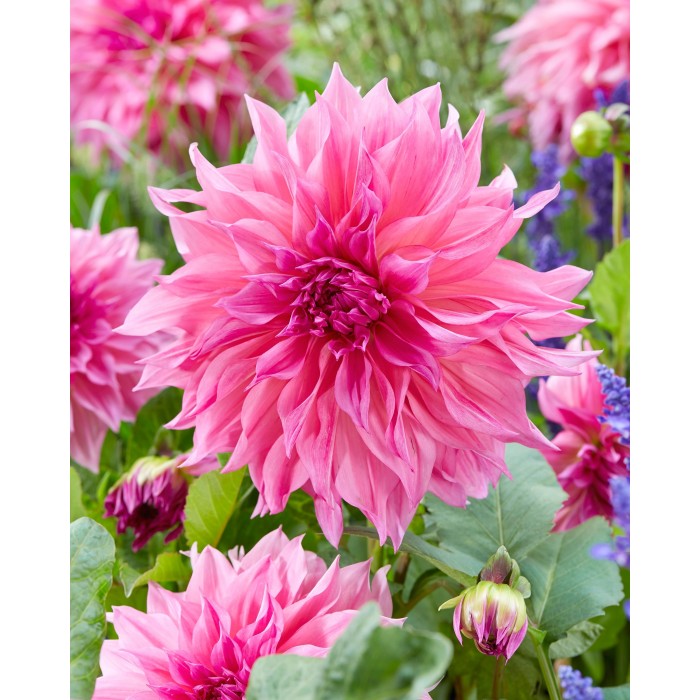 Dahlia Cafe au Lait Rose