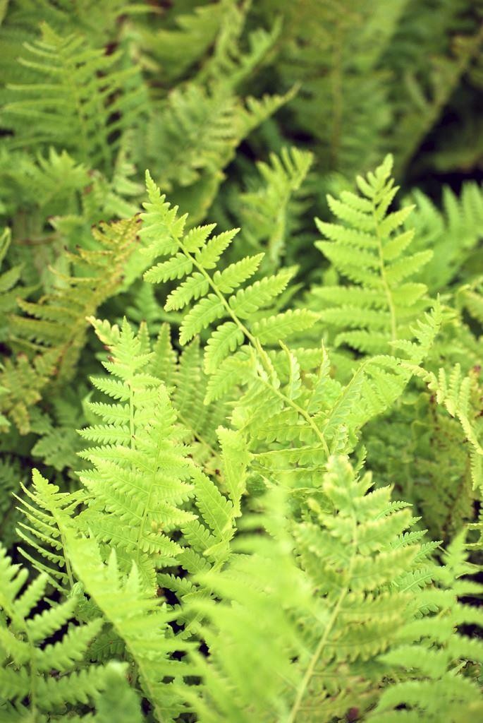 Matteuccia struthiopteris - Shuttle Cock/Ostrich Fern