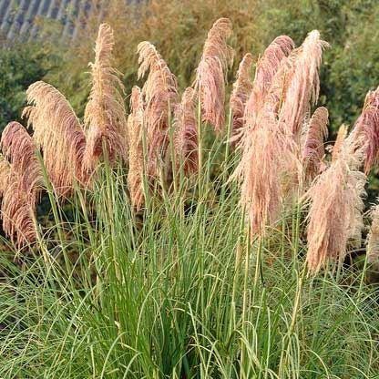 Cortaderia selloana Rosea - Pink Pampas Grass