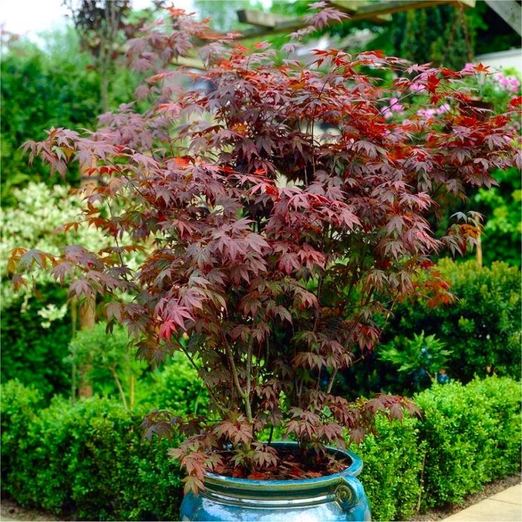 Acer palmatum atropurpureum - Purple Japanese Maple - Brilliant Red ...