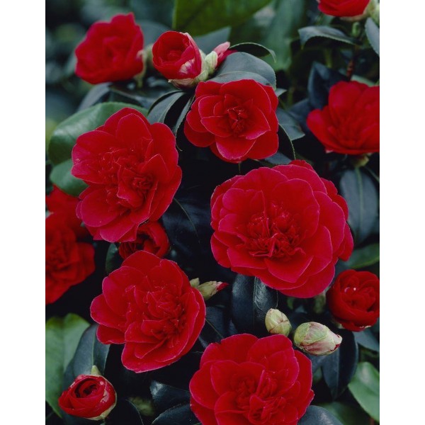 Buy Camellia plants | Camellia shrubs online for UK delivery