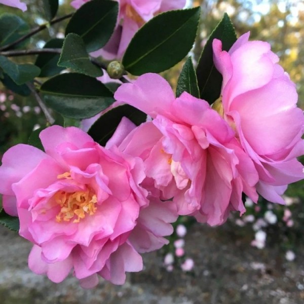 Buy Camellia plants | Camellia shrubs online for UK delivery