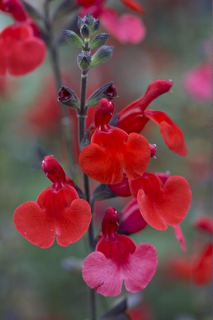 Salvia Royal Bumble