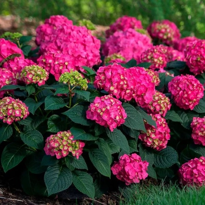 Hydrangea macrophylla Little Pink - Compact Mophead Hydrangea