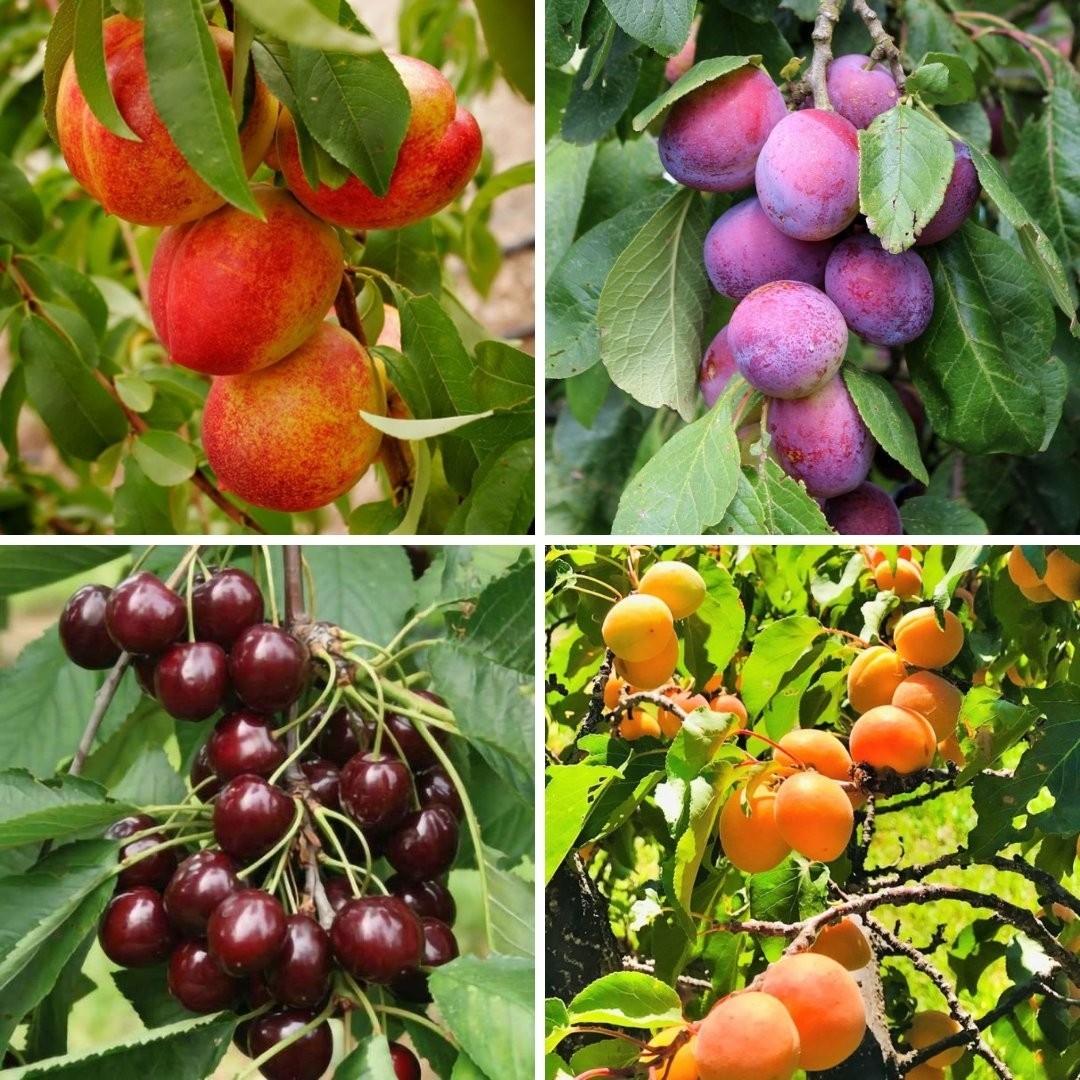 The Best Stone Fruit Trees Collection - Pack of FOUR - Peach, Plum ...