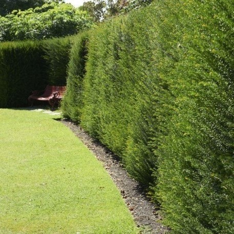 Taxus Baccata - Pot Grown English Yew Hedging - circa 90-120cm tall ...