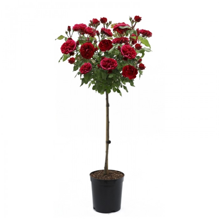 Large Standard Rose Tree Mister Lincoln Circa 150cms Tall