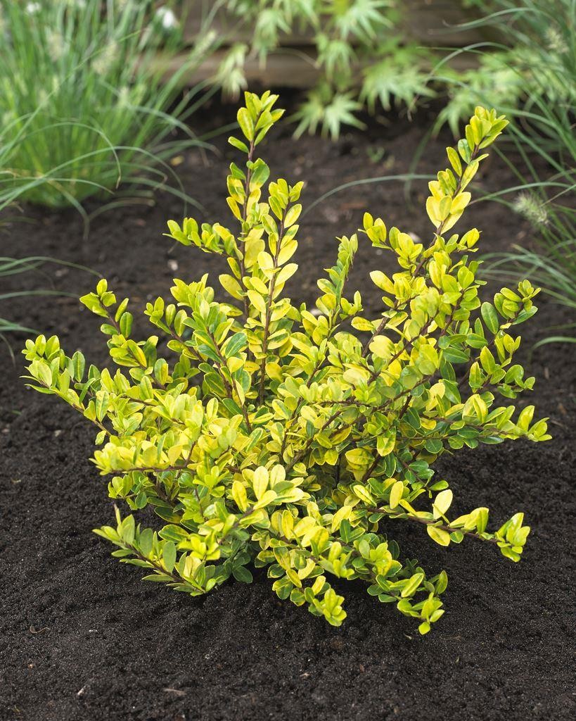 Ilex crenata Golden Gem