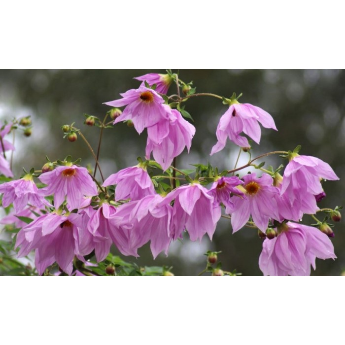 Imperial Tree Dahlia - Dahlia Imperialis Pink Flash - Majestic 2m ...