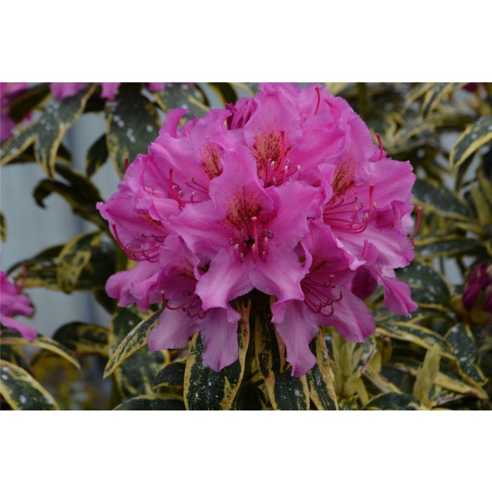 Rhododendron Golden Green Gift