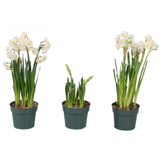 Narcissus Bridal Crown - Fragrant Double Daffodils - TWO lovely potfulls