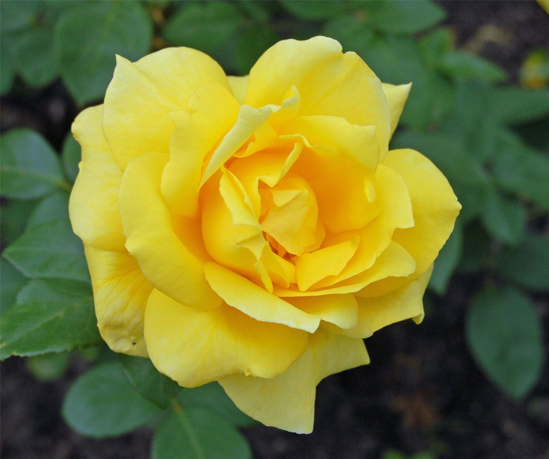 Rose Sunblest - Hybrid Tea Shrub Rose