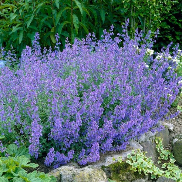 Nepeta Plants for Sale | Catmint