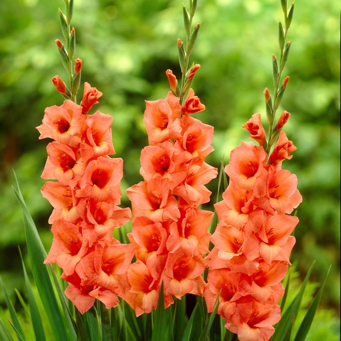 Gladiolus Apricot - Pack of 25 Gladioli Corms