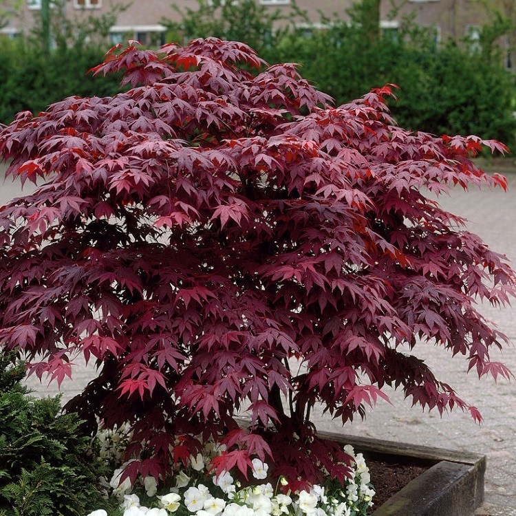 Acer palmatum atropurpureum - Purple Japanese Maple