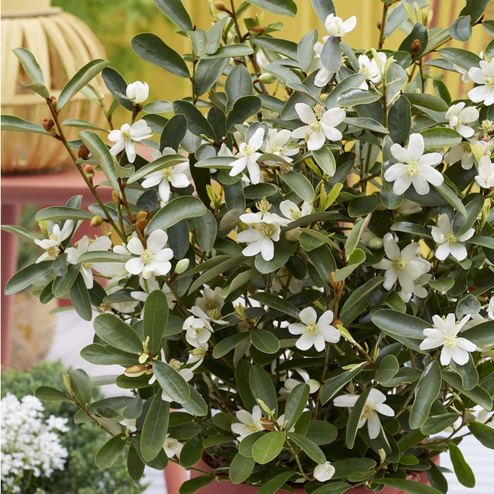 Magnolia Vanilla Pearls - Evergreen Michelia Magnolia