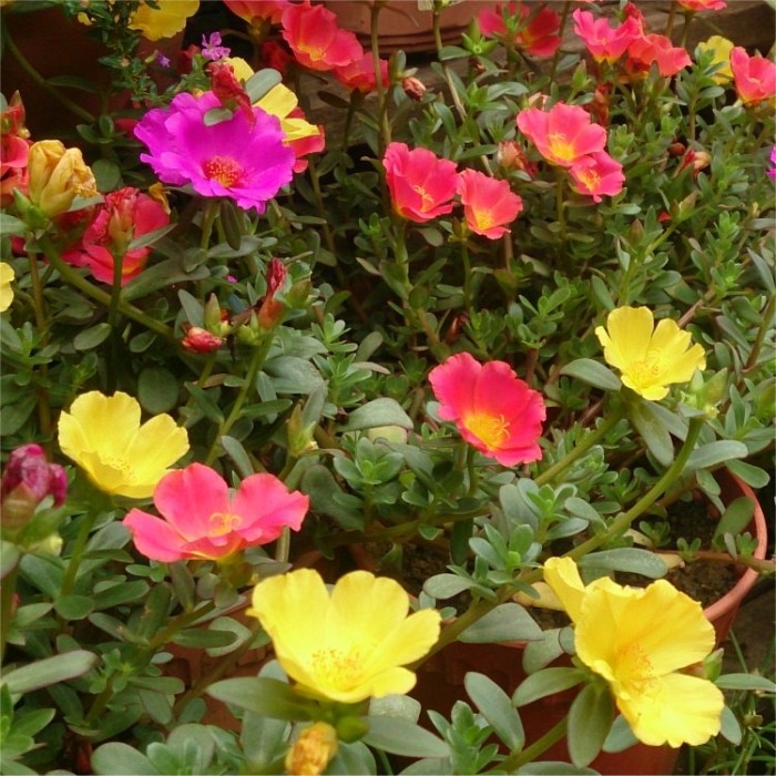 Portulaca umbraticola - Purslane - Flowering Succulent Plant