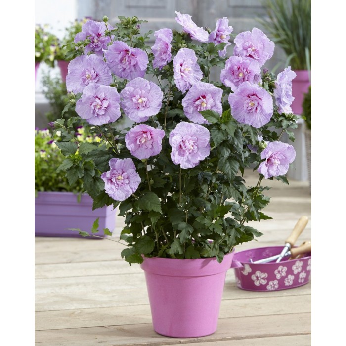 Winter Sale Hibiscus Syriacus Lavender Chiffon Double Flowered Tree