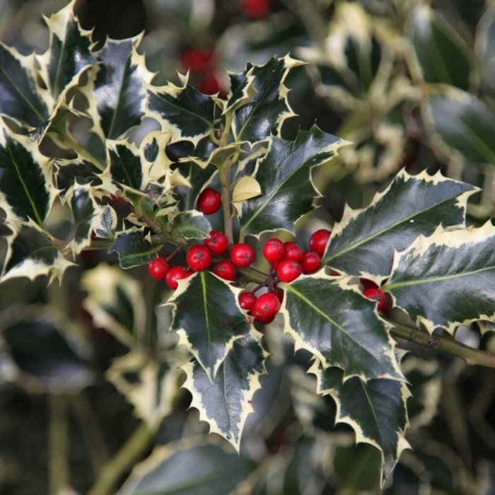 Ilex Aquifolium 'argentea Marginata' - Female Silver Variegated Holly