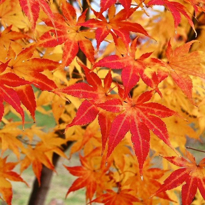 Acer palmatum Going Green - Autumn Orange