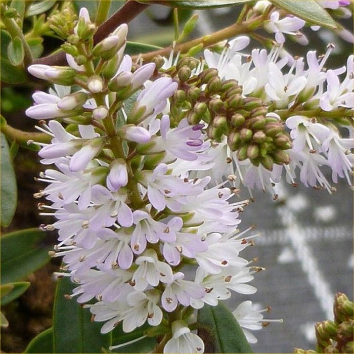 Hebes Collection - Selection of SIX Outstanding Hardy Evergreen Hebe Plants