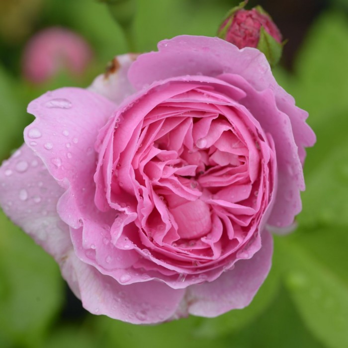 Rose La Reine Victoria