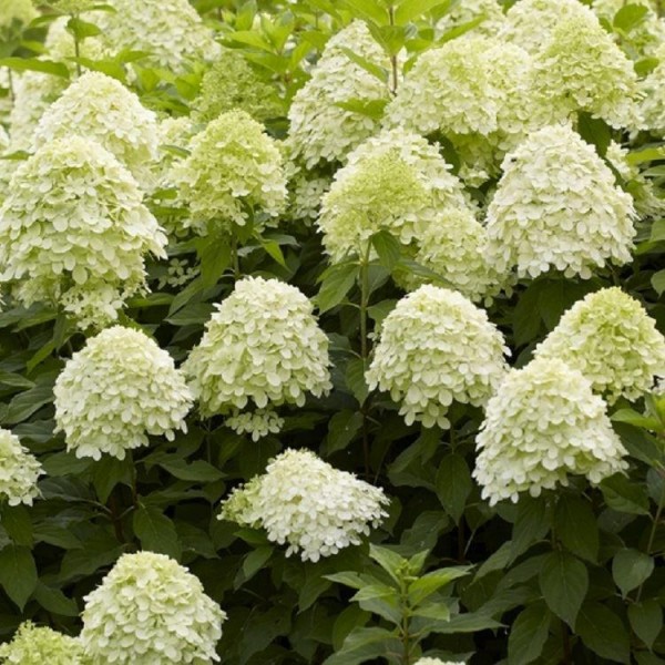 Hydrangea arborescens Annabelle