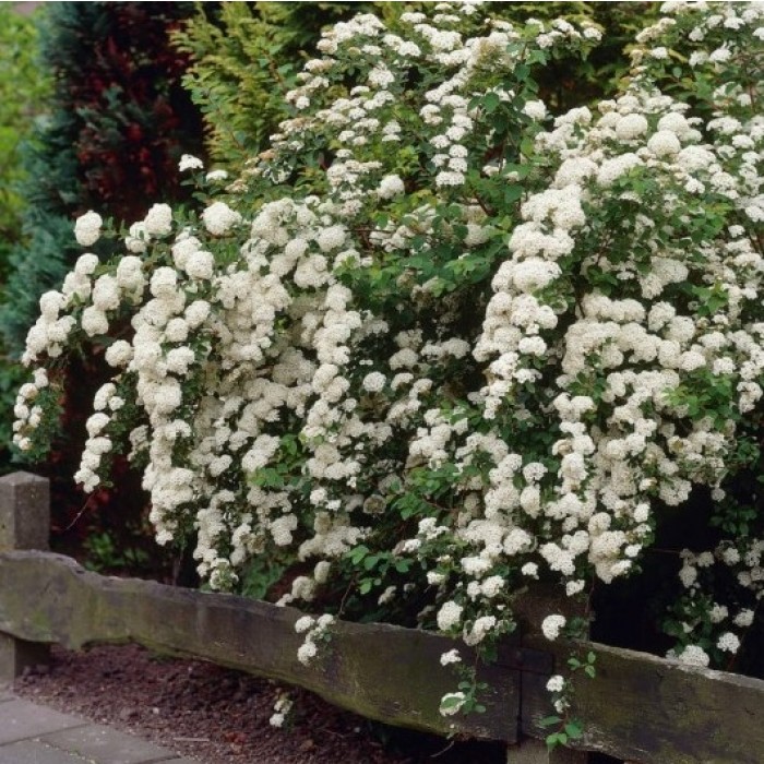 Spirea Arguta - Bridal Wreath Spiraea