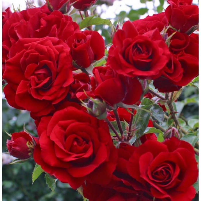 Large 6-7ft Climbing Rose Amadeus