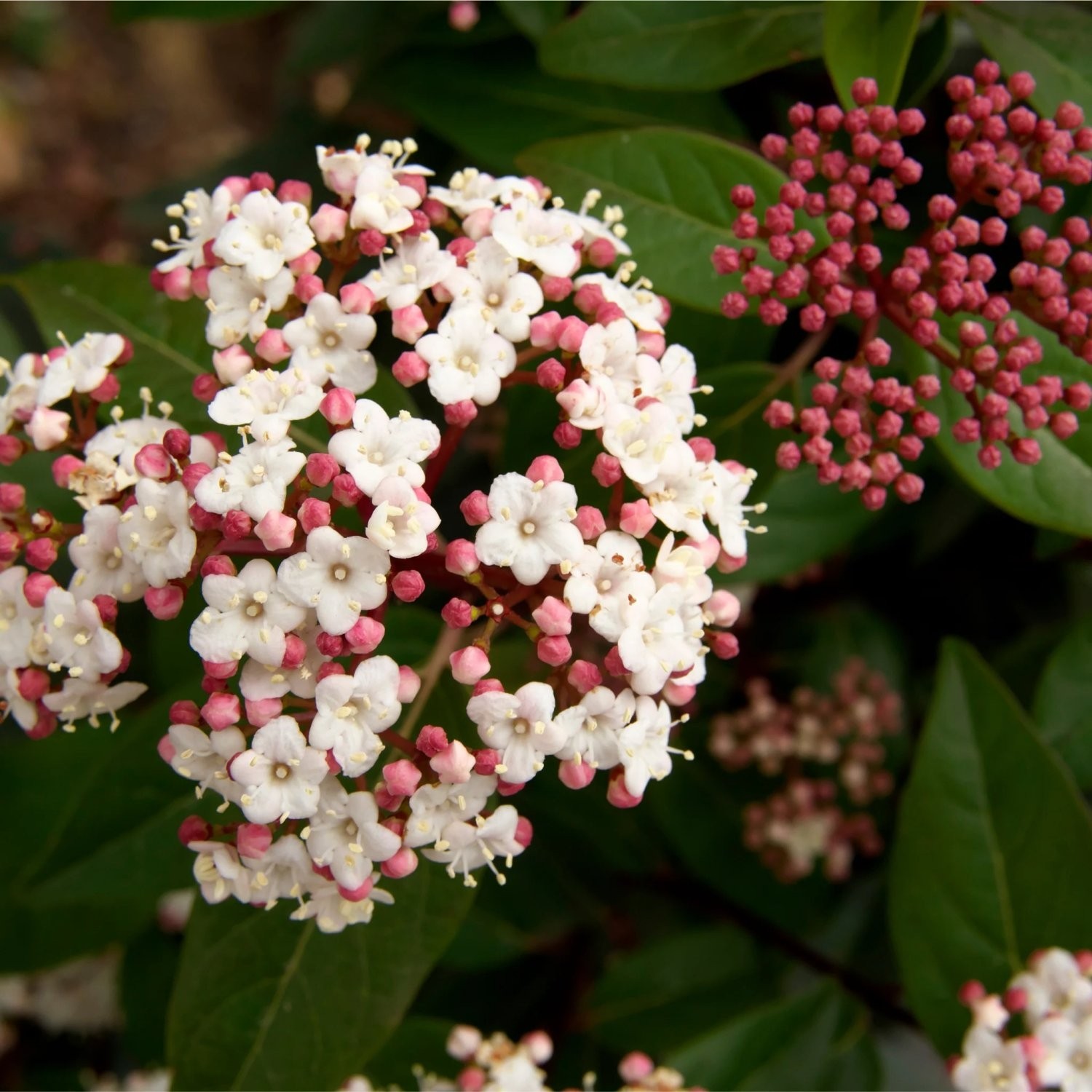 Bargain Hardy Flowering Shrub Collection - Selection of FIVE Garden Shrubs