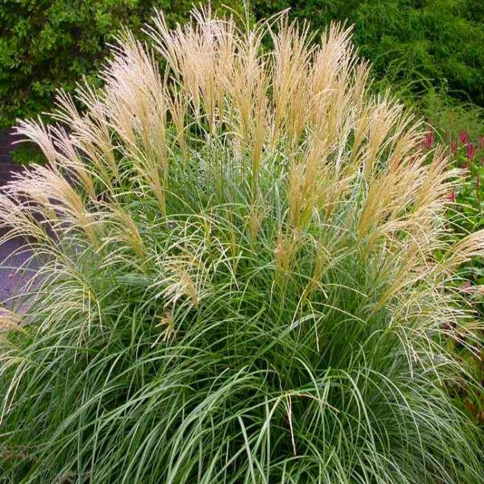 Miscanthus sinensis Krater - Dwarf Miscanthus